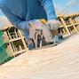 dewalt_d23700_qs