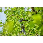 gardena_14774_20